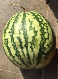 Klondike Blue Ribbon görögdinnye, Citrullus lanatus, dinnye, görögdinnye